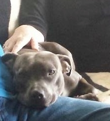 Lily -Staffie - week 5 (2)